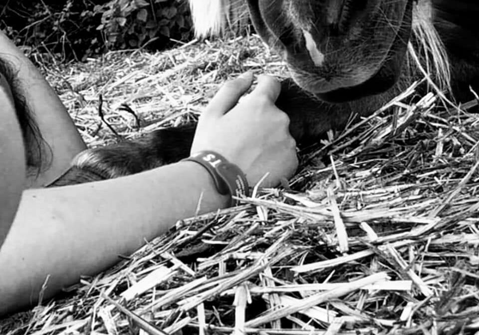 Main et poney